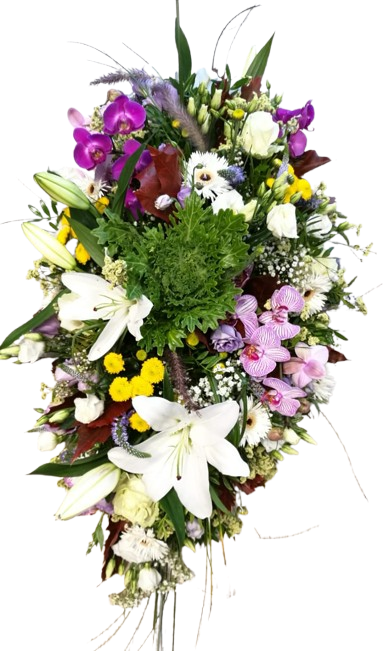 Coix� ref.12