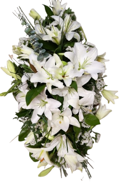 Coix� blanc ref.9